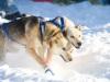 Sled Dog
